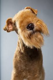 Image result for lakeland teriér