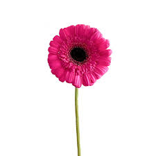 Image result for Gerbera