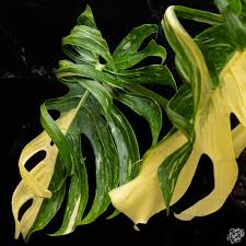 Image result for Mostuea