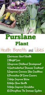 Her skin care line dr. Herbal Medicines How They Work Purslane Plant Plant Benefits Plant Health