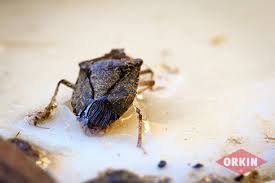 However, this depends on the quality of their food sources, number of predators, temperatures, and other climatic effects. Where Can Stink Bugs Live Hide Get Rid Of Stink Bugs Orkin