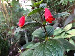 Image result for Gesneriaceae