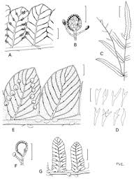 Image result for Ampelopteris prolifera