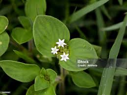 Image result for Richardia scabra