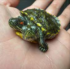 The Two-Headed Turtle – A Real-Life Rarity! 🐢😲 – New and Tips