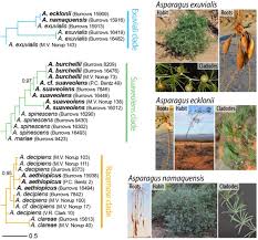 Image result for Asparagus flavicaulis