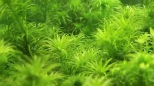 Image result for Syngonanthus welwitschii