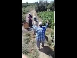 Tarlada Zammi Duyunca Bakin Ne Yaptilar Komik Davul