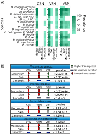 Image result for Bacteroidaceae