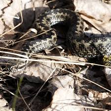 High quality hoggorm gifts and merchandise. Serpent Sunday Instaology