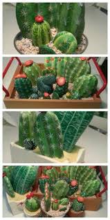 Coltiva la meglio le tua piante grasse con fiori grazie a. Con I Sassi Del Fiume Tante Piantine Grasse Pronte Per Essere Regalate Painted Rock Cactus Rock Crafts Pebble Art