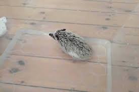 A no tears baby shampoo or unscented liquid hand soap are both good options. How Often Do You Bathe Your Hedgehog Step By Step Guide African Pygmy Hedgehogs