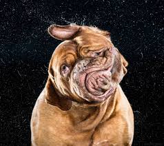 Carli Davidson La Fotografa De Perros Mojados Dog Shaking Bordeaux Dog Dog Photos