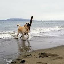 Loving and professional care from an experienced team who'll treat your pets like family. Best Overnight Dog Boarding Near Me June 2021 Find Nearby Overnight Dog Boarding Reviews Yelp