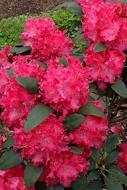 Image result for Rhododendron