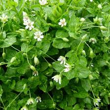 Image result for Stellaria