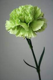 Pin By Almond Blossom On My Aesthetic Green Carnation Carnation Flower Carnations