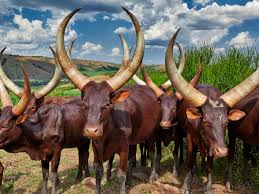 Image result for Oldenlandia angolensis