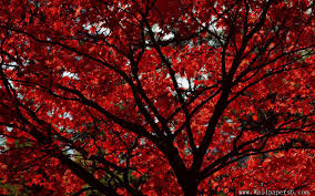 Free for commercial use high quality images Red Aesthetic Laptop Wallpapers Wallpaper Cave