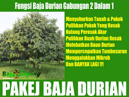 Ada juga menggunakan tahi ayam yang telah reput untuk memberikan baja tambahan pada pokok supaya dapat menghasilkan buah durian yang bermutu tinggi dan berkualiti. Pembekal Baja Taiping Cara Guna Baja Durian Guard Dan Dolomite Untuk Pokok Durian