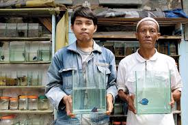 Tetapi keunikan ikan cupang giant yaitu pada ukuran badannya. Jenis Giant Lebih Mahal Karena Butuh Perawatan Khusus