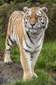 Amur Tiger Amur Tiger Tiger Cat Species