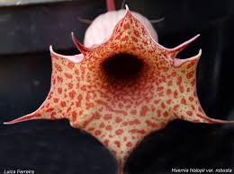 Image result for Huernia hislopii