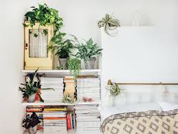 Cactus also known as prickly pear are succulent plants. Why Indoor Plants Make You Feel Better
