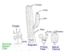 Cooking leaches out the acid. Curiosity Is It Possible To Drink Water From Cactus Steemit
