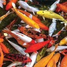 I have had koi and koi ponds for almost 2 decades now. How Many Fish Can A Pond Hold The Pond Guy