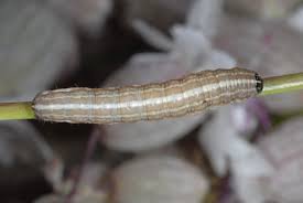 Image result for Hadena perplexa