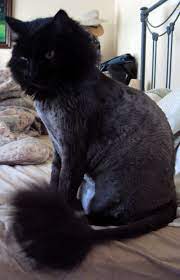 Daffy Is Rockin The Lion Haircut Cat Lion Haircut Animal Antics Cat Grooming