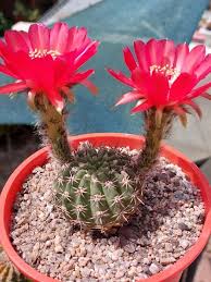 Image result for Cavacoa aurea