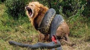 In a short video he later posted to facebook, the gator is seen violently shaking the python, which kruger estimated was more than 10 feet in length. Big Mistake Anaconda Provoked The Lion Lion Vs Python Snake Most Amazing Attack Of Animals Youtube