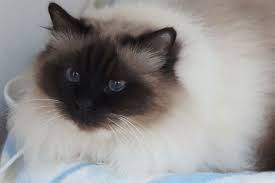 Birman Cat Club Of Australia Birman Cat Information