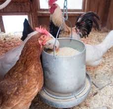 Sores on skin, coughing and sneezing, declined egg production, nasal and eye discharge, and even paralysis. 130 Raising Chickens Ideas In 2021 Raising Chickens Chickens Chickens Backyard