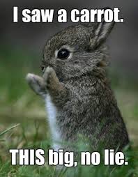 20 Super Funny Animal Memes Cute Animals Funny Animals Cute Baby Animals