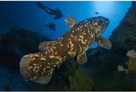 Image result for Coelachyrum