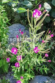 Image result for Epilobium hirsutum