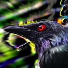 The face and beak are bare, unfeathered, covered with deep red skin, form. Black Birds Red Eyes Odicforcesounds