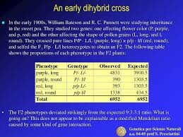 Work out the cross up to f2 generation. Ppt An Early Dihybrid Cross Powerpoint Presentation Free Download Id 3214001
