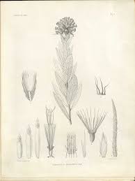 Image result for Isonema infundibuliflorum