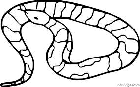 If you are a provider of coloring pages, you have to provide snake coloring pages for adults and children. King Snake Coloring Page Coloring Printable B108 Evening