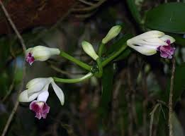 Image result for Vanilla polylepis