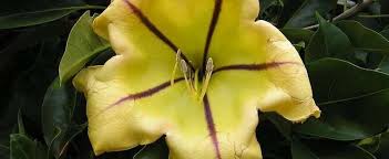 It is also known as cup of gold vine, golden chalice vine, or hawaiian lily, is a vigorous vine which is endemic to mexico and central america. Solandra Species Cup Of Gold Vine Golden Chalice Vine Hawaiian Lily Yellow Chalice Vine Solandra Maxima