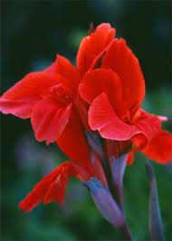 A Red Iris Love It This Is Probably Going In My Heart Shaped Walkway Canna Flower Flowers Iris Flowers