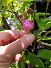 Image result for Capsicum baccatum