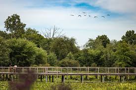 What I learned about urban development and environmental preservation from  kayaking Alewife Brook - The Boston Globe