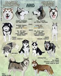 Difference Between Siberian Huskies And Alaskan Malamutes Huskypuppies Huskydogs Husky Huskysibir In 2020 Siberian Husky Husky Dogs Alaskan Husky