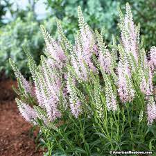 Pin On Perennials For Those Of Us Who Love To Spend Time Gardening